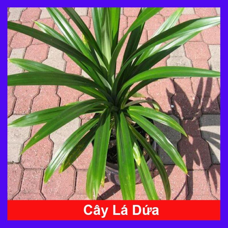 Cây lá dứa - cây cảnh vườn + tặng phân bón cho cây