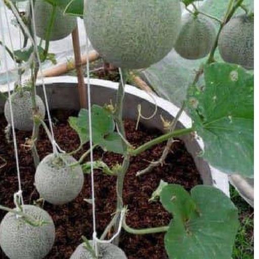 Combo 2 gói hạt giống dưa lưới xanh F1-gói 10 hạt/tặng kèm gói phân bón lót