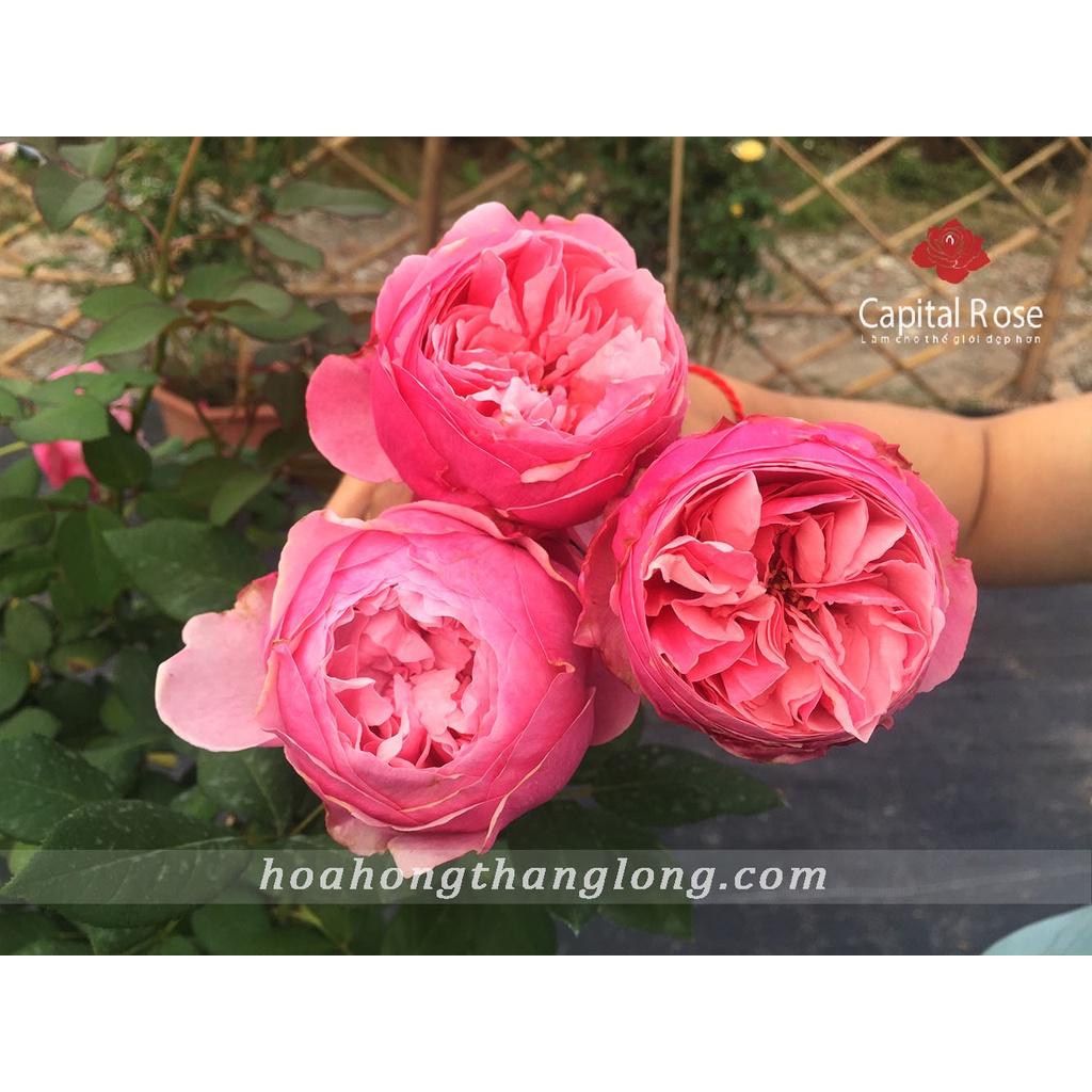 Chậu cây hoa hồng ngoại CAREY