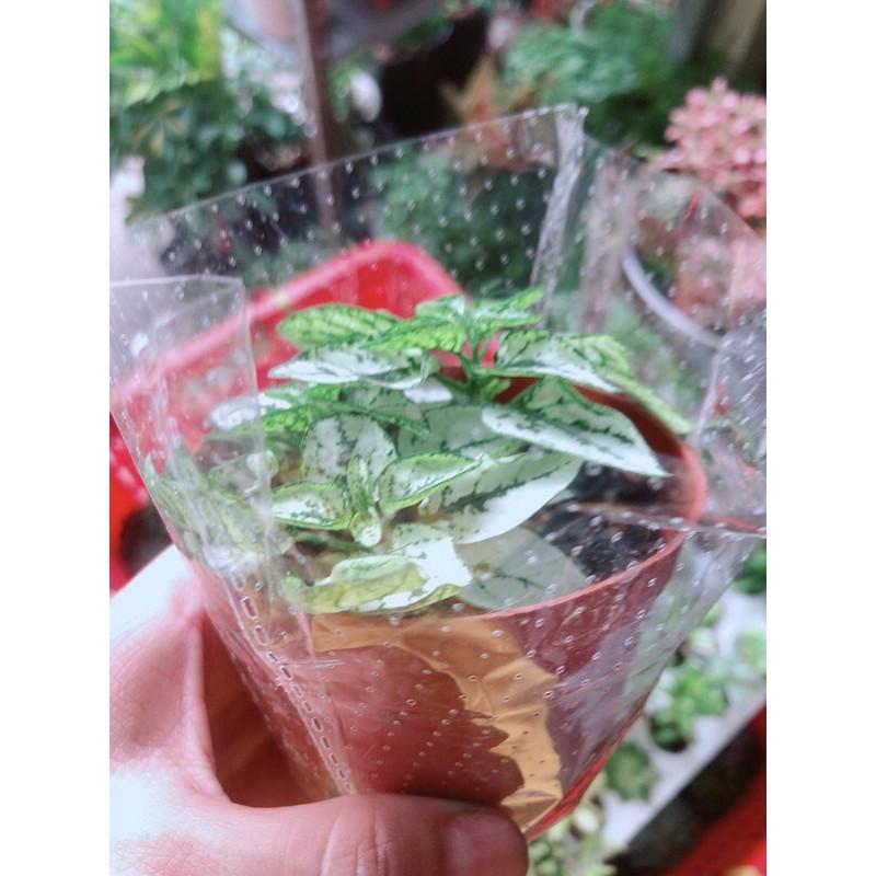 Cây Cẩm Nhung  giống mới