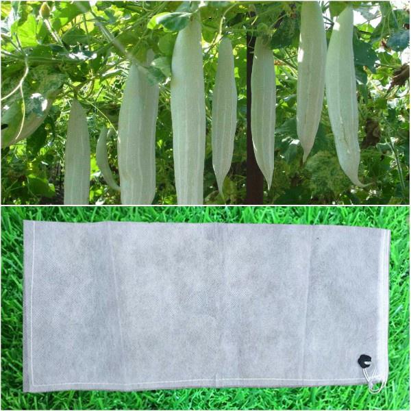 50 TÚI BỌC TRÁI CÂY BẦU BÍ MƯỚP ... ( Kích thước 50x15cm) giúp bảo vệ quả ảnh hưởng mưa gió và côn trùng