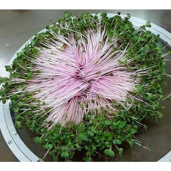 1kg Hạt Giống Rau Mầm Củ Cải Đỏ