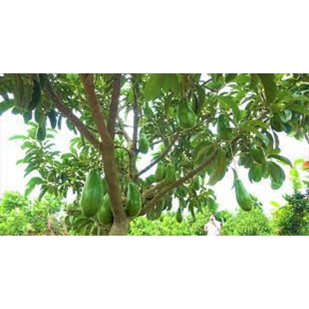 CÂY GIỐNG BƠ LÙN THANH SƠN ca0 1m ()