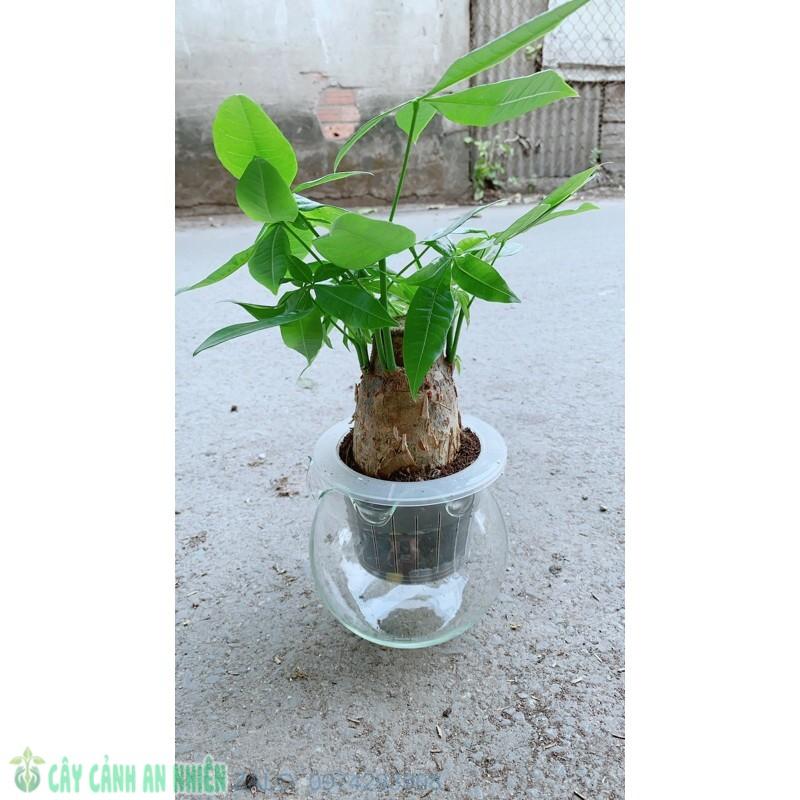 Chậu Kim Ngân Trồng Thuỷ Sinh