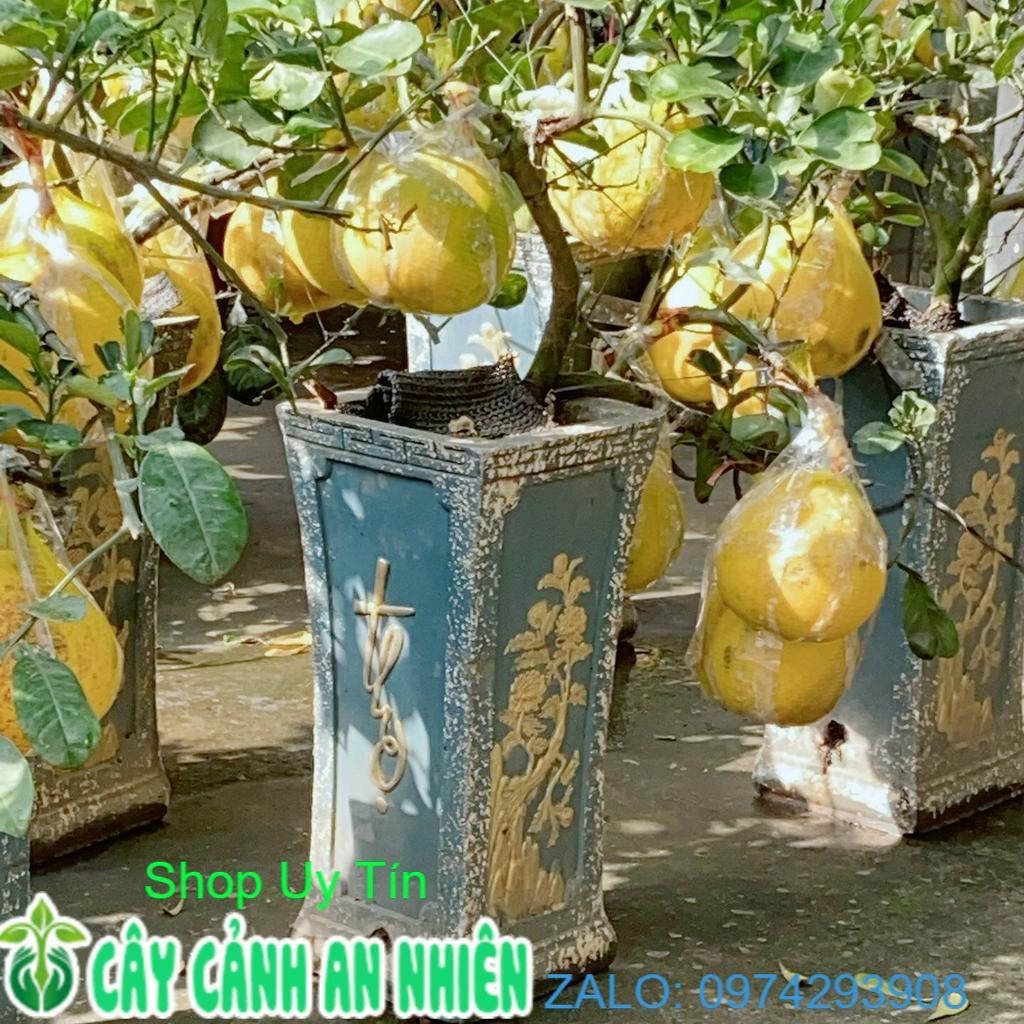 Chậu Cây Bưởi Kiểng