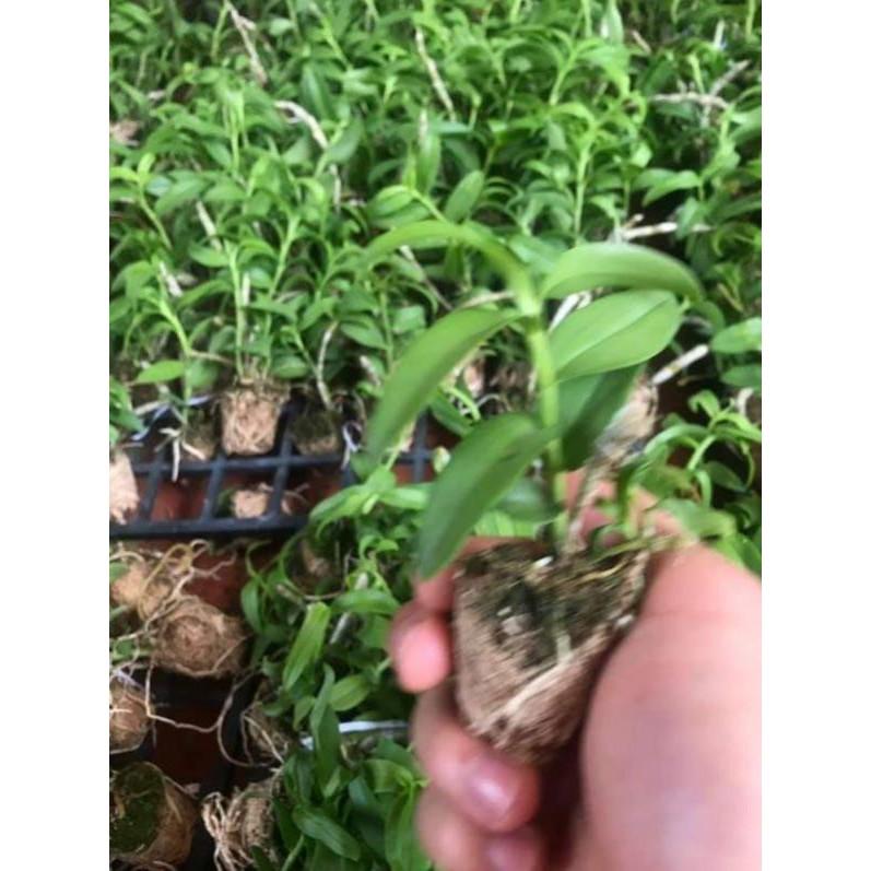 Hawai trắng tím cây giống