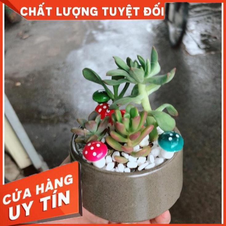 Chậu tiểu cảnh sen đá 4