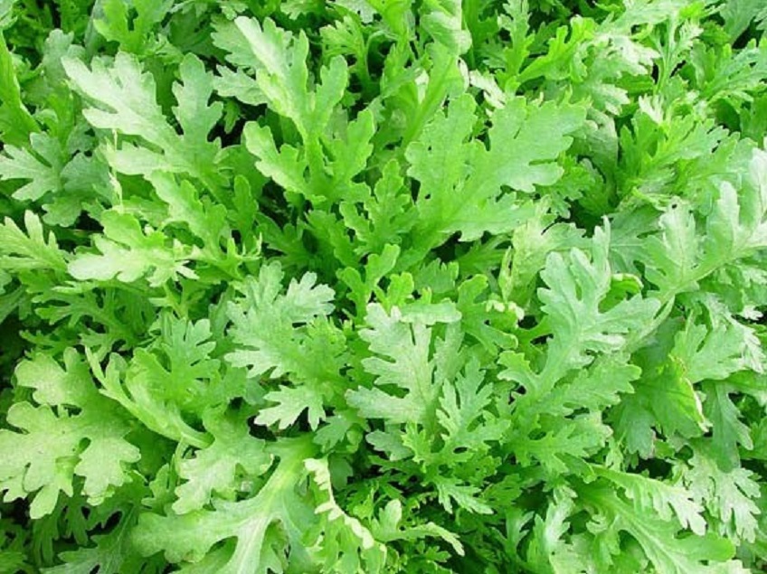 Hạt giống Tần Ô 123