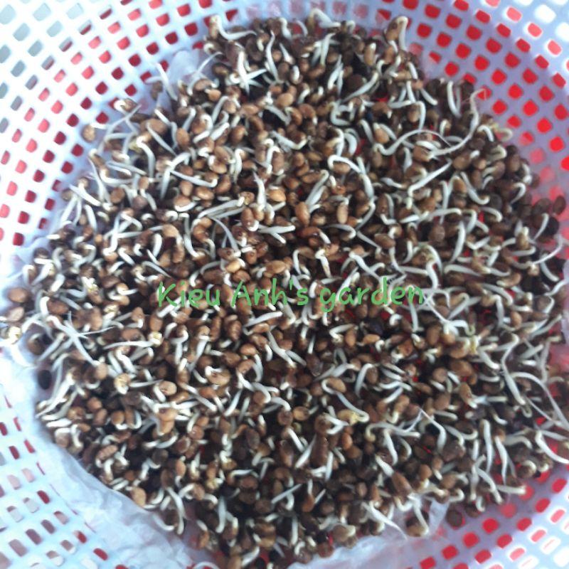 Hạt giống Rau Mầm Rau Muống, đóng gói 50-100gr