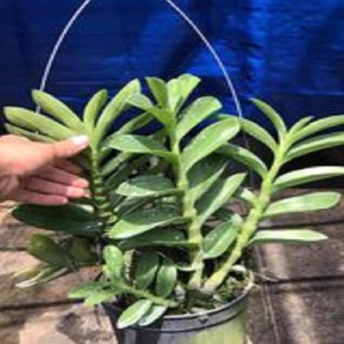 Hoa lan trầm tím thái lan ki mập khỏe ấm chậu
