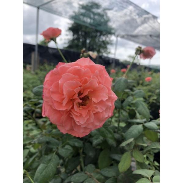 Hoa hồng Coroai, hồng ngoại, hồng bụi, thân gỗ, nguyên bản