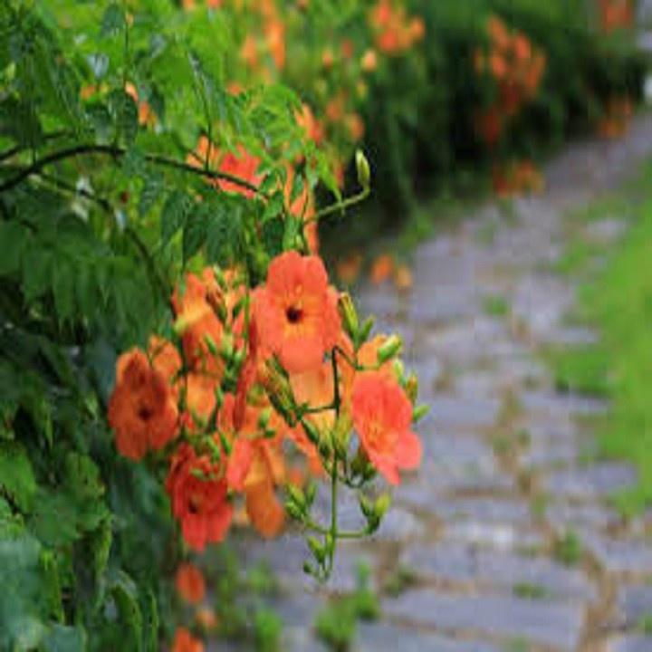 CHẬU CÂY DÂY LAN TIÊU - CÂY GIỐNG