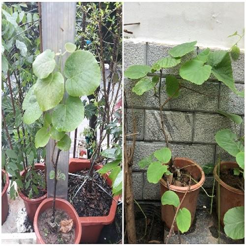 CÂY GIỐNG KIWI RUỘT VÀNG QUẢ SỚM