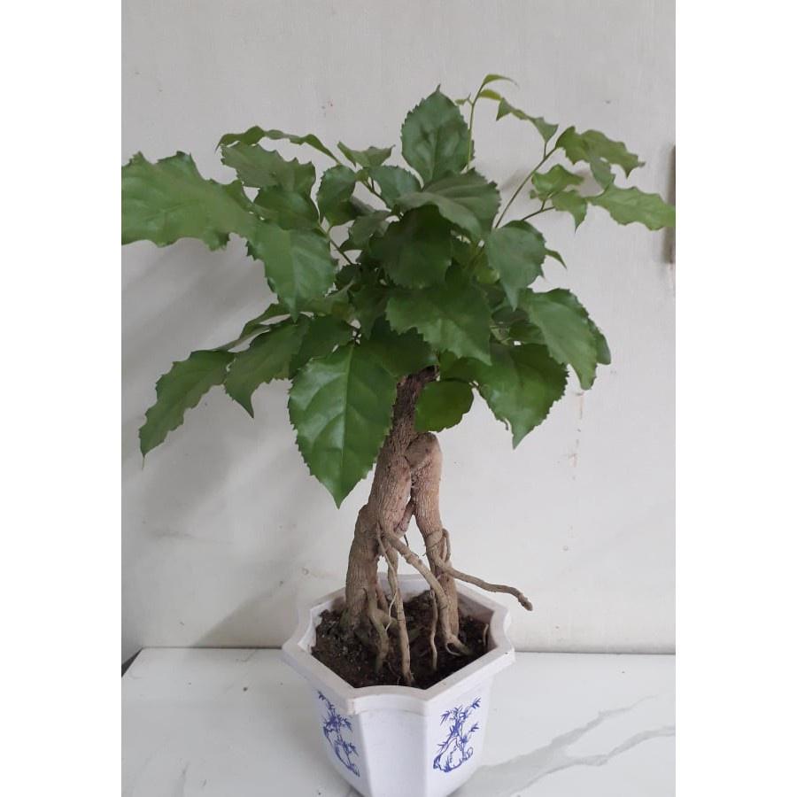 CÂY HẠNH PHÚC PHONG THỦY- cây bonsai mini để bàn