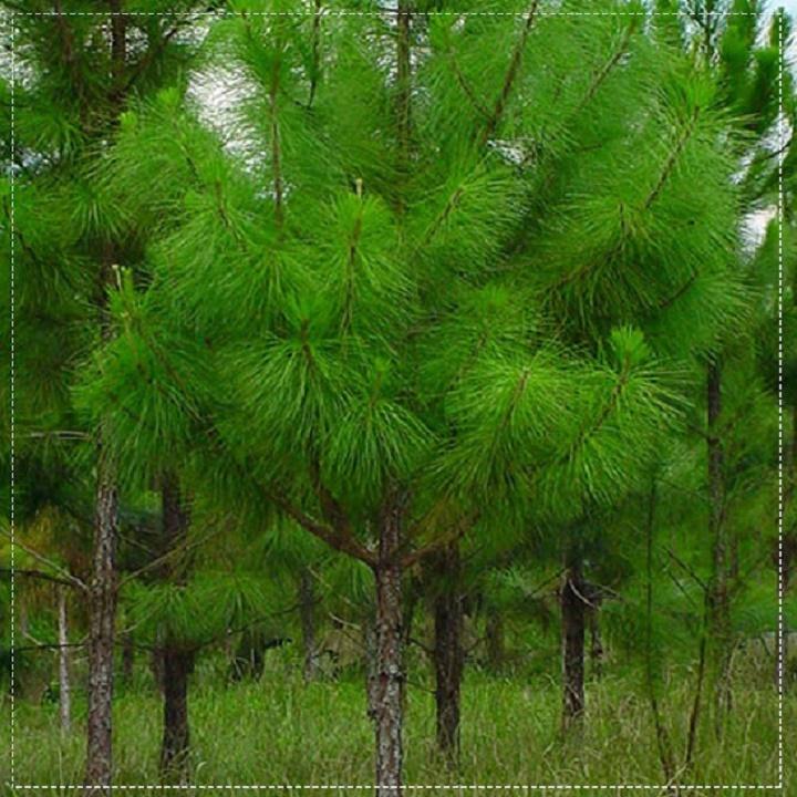 Cây giống cây thông cảnh