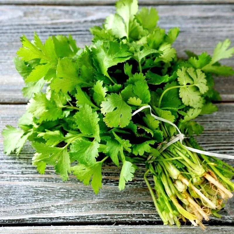 HẠT GIỐNG NGÒ BẠC LIÊU cao sản