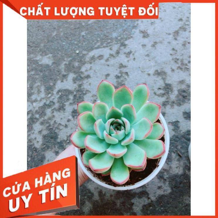 Chậu Sen Đá Viền Hồng Nhiều Người Mua