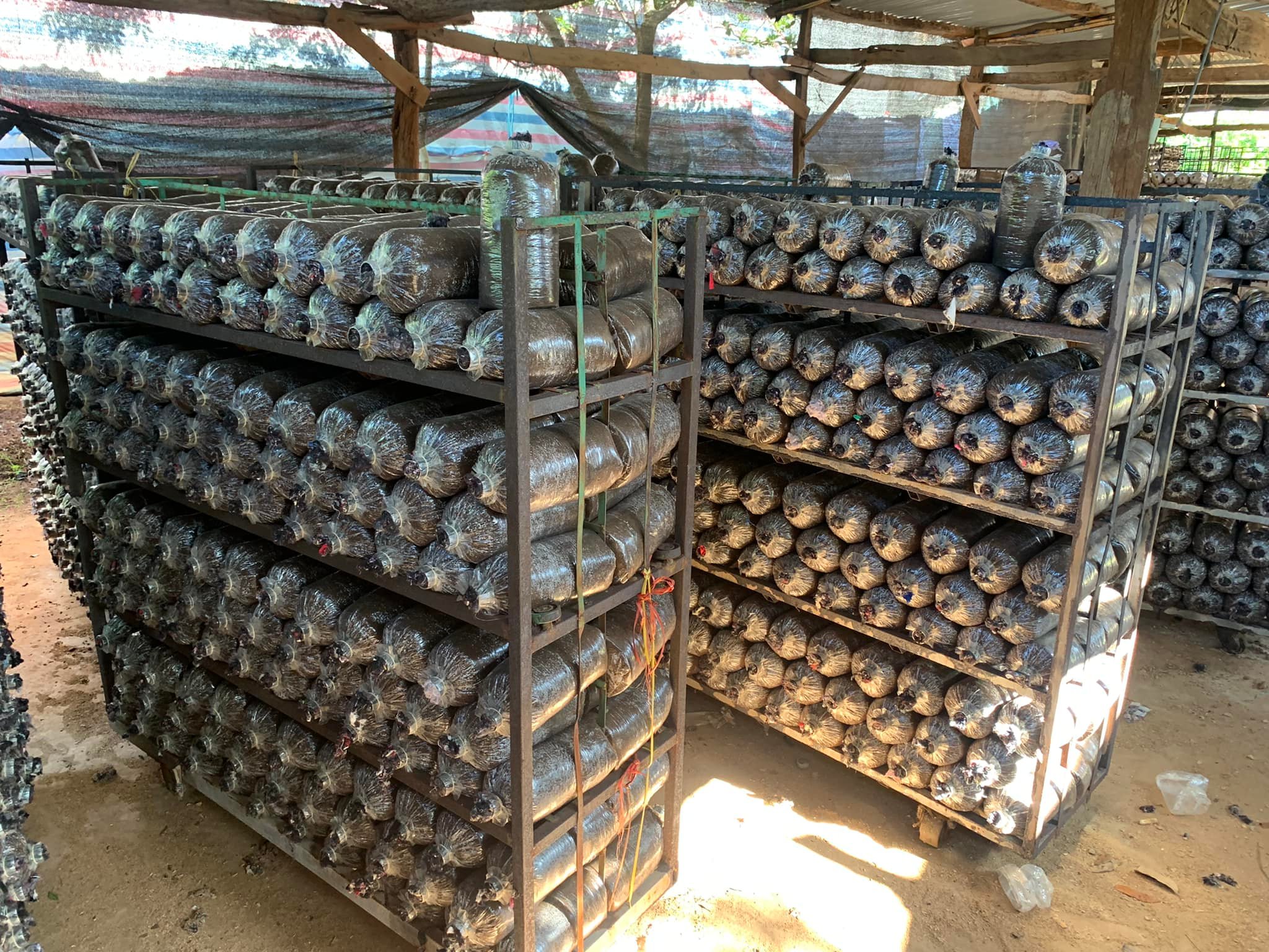 Phôi trơn làm nấm