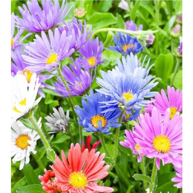 Hạt giống hoa cúc thạch thảo cao mix màu CT399 - Gói 50 hạt