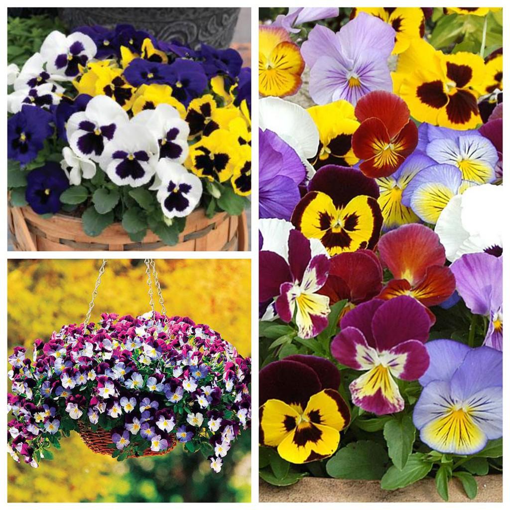 Hạt Giống Hoa Pansy  Mix Nhiều Màu