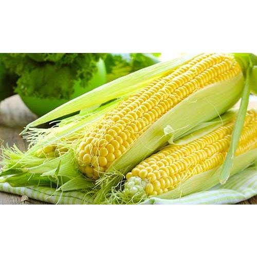 Hạt giống Bắp ngọt , đóng gói 5gr hoặc 50gr