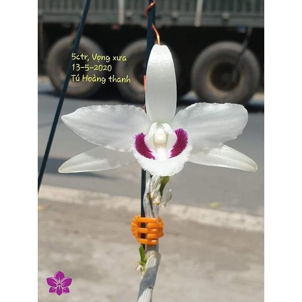 Cốc lan phi điệp đột biến 5 cánh trắng VỌNG XƯA , hoa cực đẹp, cực hiếm, hàng gieo hạt, cây y hình