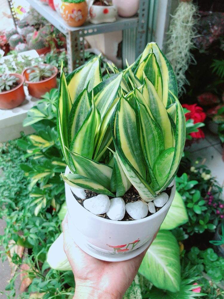 Chậu Cây Lưỡi Hổ Thái Vàng