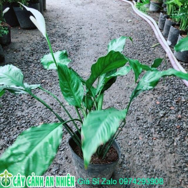 Bụi Cây Lan Ý