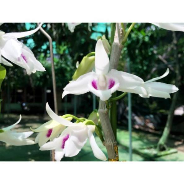 Sản Phẩm Hoa phong lan phi điệp 5ct cánh trắng phú thọ gieo hạt
