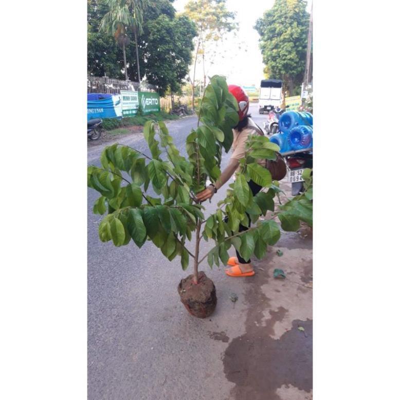 Na thái cây choai,quả siêu to