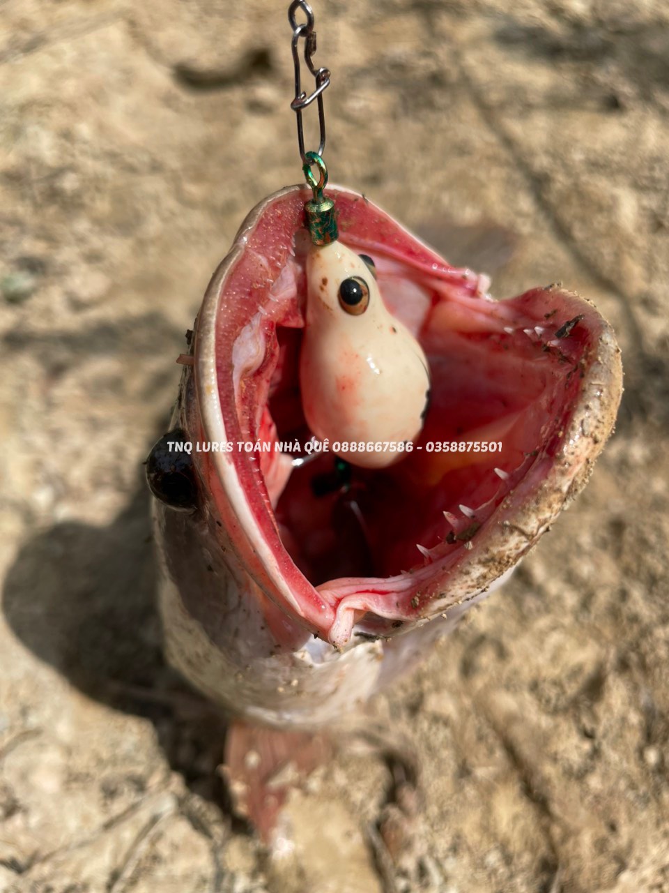 Mồi lure nhái hơi TNQ TV1 và TV2 - TOÁN NHÀ QUÊ / TNQ LURES