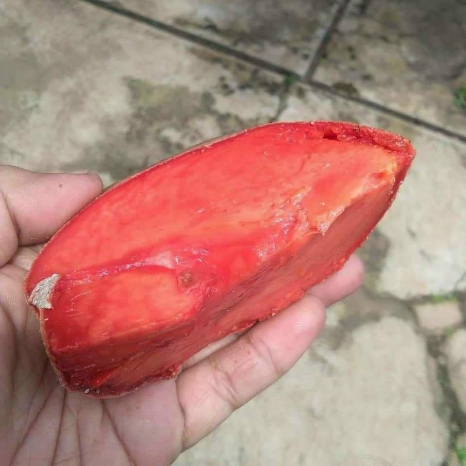 Cây giống hồng xiêm ruột đỏ khổng lồ