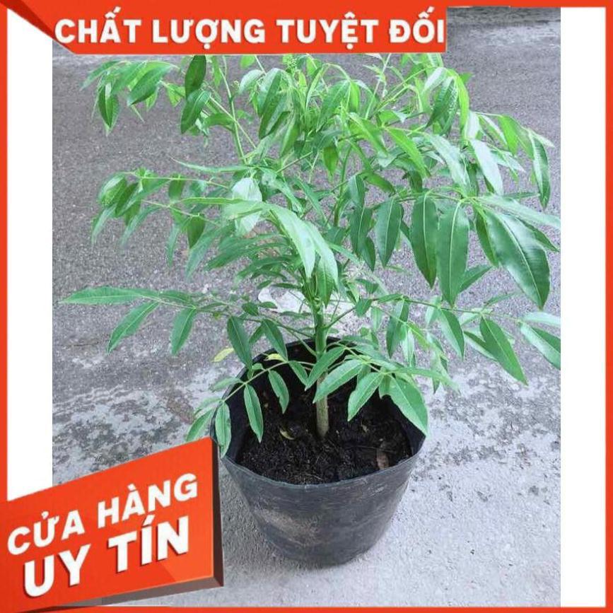 Cây Cóc Kép Nhiều Người Mua