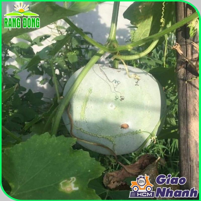 Hạt giống Bí Đao Trái Tròn - Hạt giống Rạng Đông