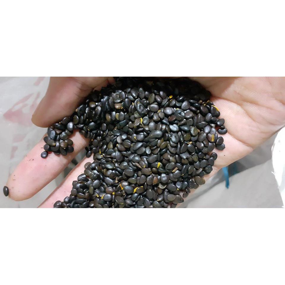 500 GRAM HẠT GIỐNG KEO LAI . .