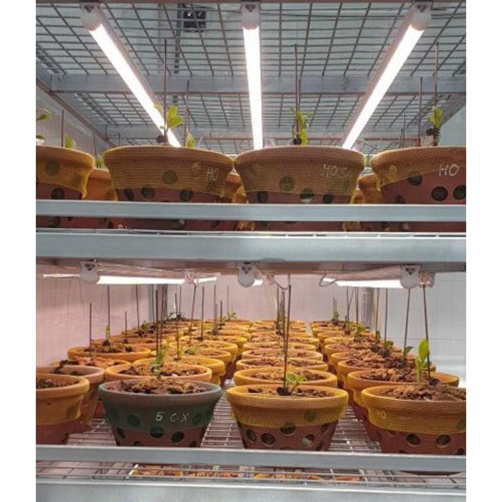 Đèn LED trồng Lan 1.2m 25W WBU Rạng Đông
