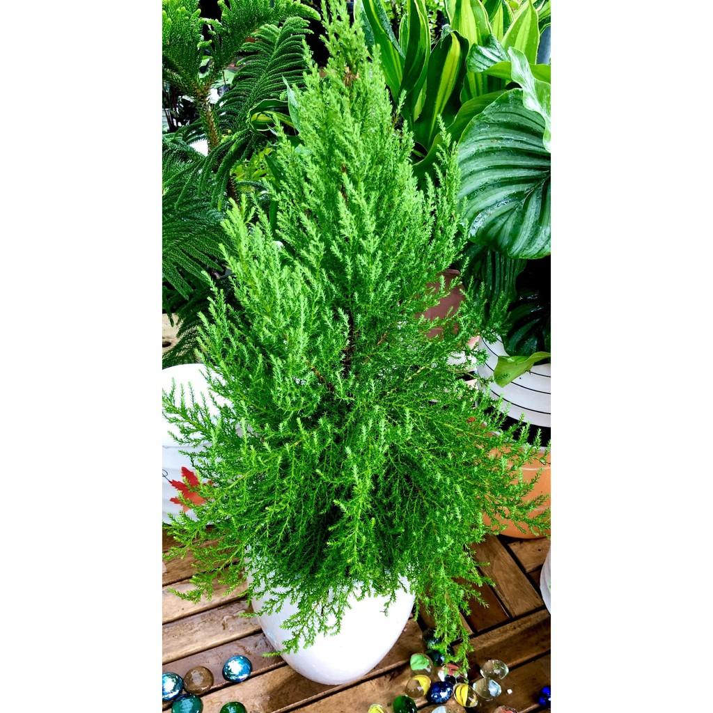 Chậu sứ cây Tùng thơm để bàn