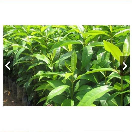 Sản phẩm Cây Ăn Trái cây giống lá vối nếp