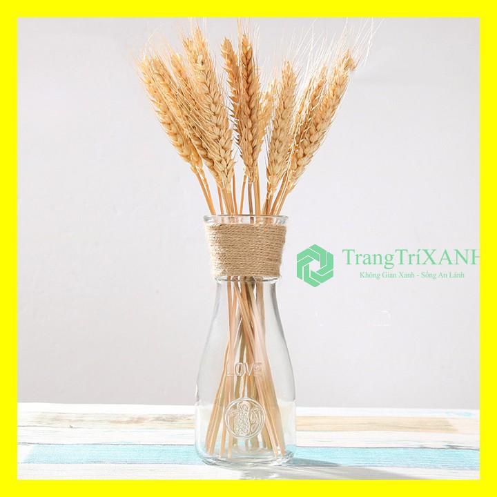 Bình Bông Lọ Hoa Thủy Tinh Eo Nhỏ Tặng Kèm Dây Bố Trang Trí LOVE