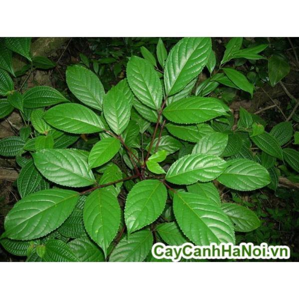 COMBO 5 CÂY NHỘI GIỐNG