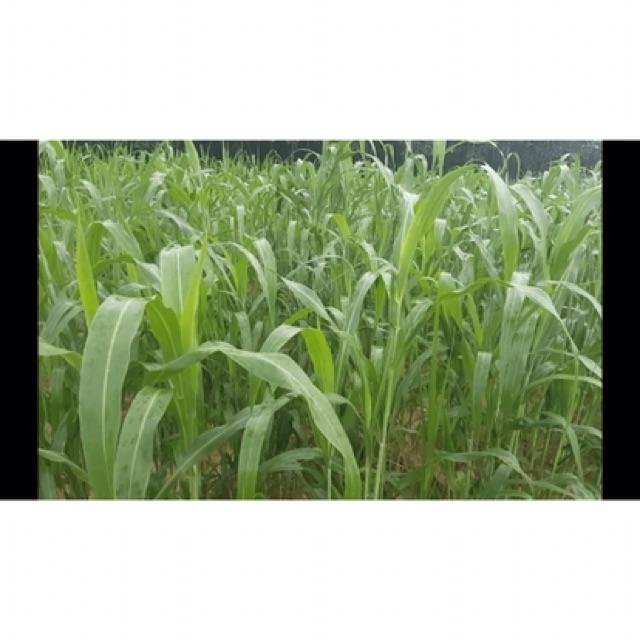 Hạt giống cỏ chăn nuôi Sudan lai 1kg