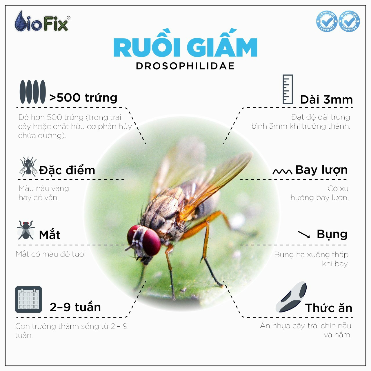 Bình xịt ruồi GREEN FLY dung tích 350ml