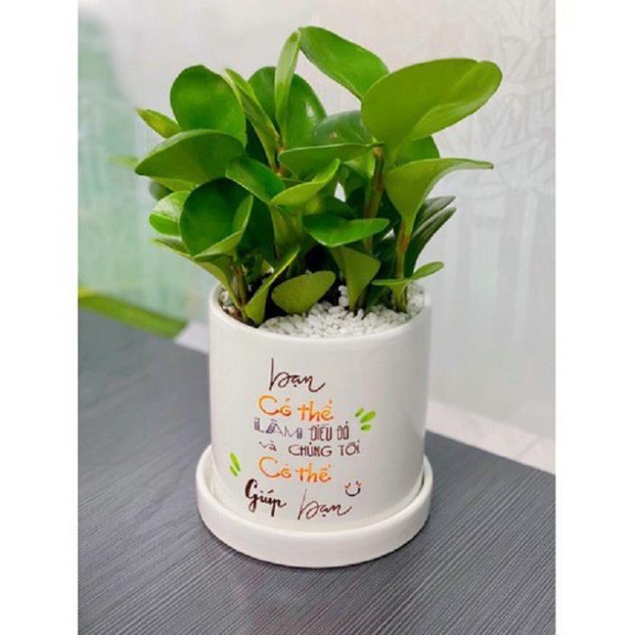 CHẬU CÂY TRƯỜNG SINH ,LOÀI CÂY SANG TRỌNG, QUÝ PHÁI, VƯỢNG TÀI LỘC CHO GIA CHỦ