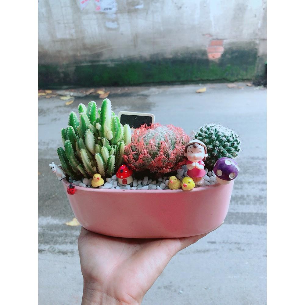 Chậu Mix Tiểu Cảnh Sen Đá