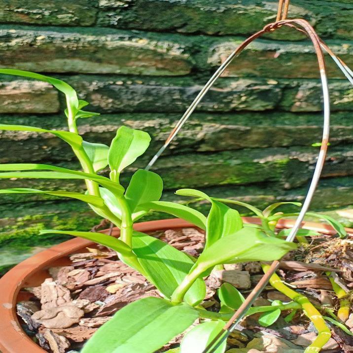 Hoa lan phi điệp - 5ct  nha trang (cao 15cm,cây đẹp,bộ rẽ khỏe)