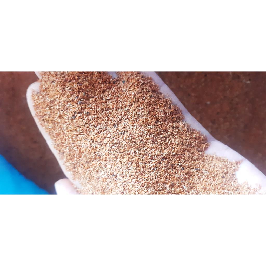400gram hạt bạch đàn trắng giống