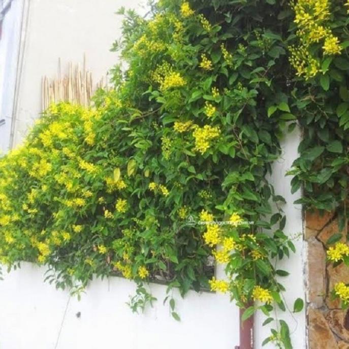 CHẬU HOA LEO HOÀNG YẾN VÀNG BẦU LỚN