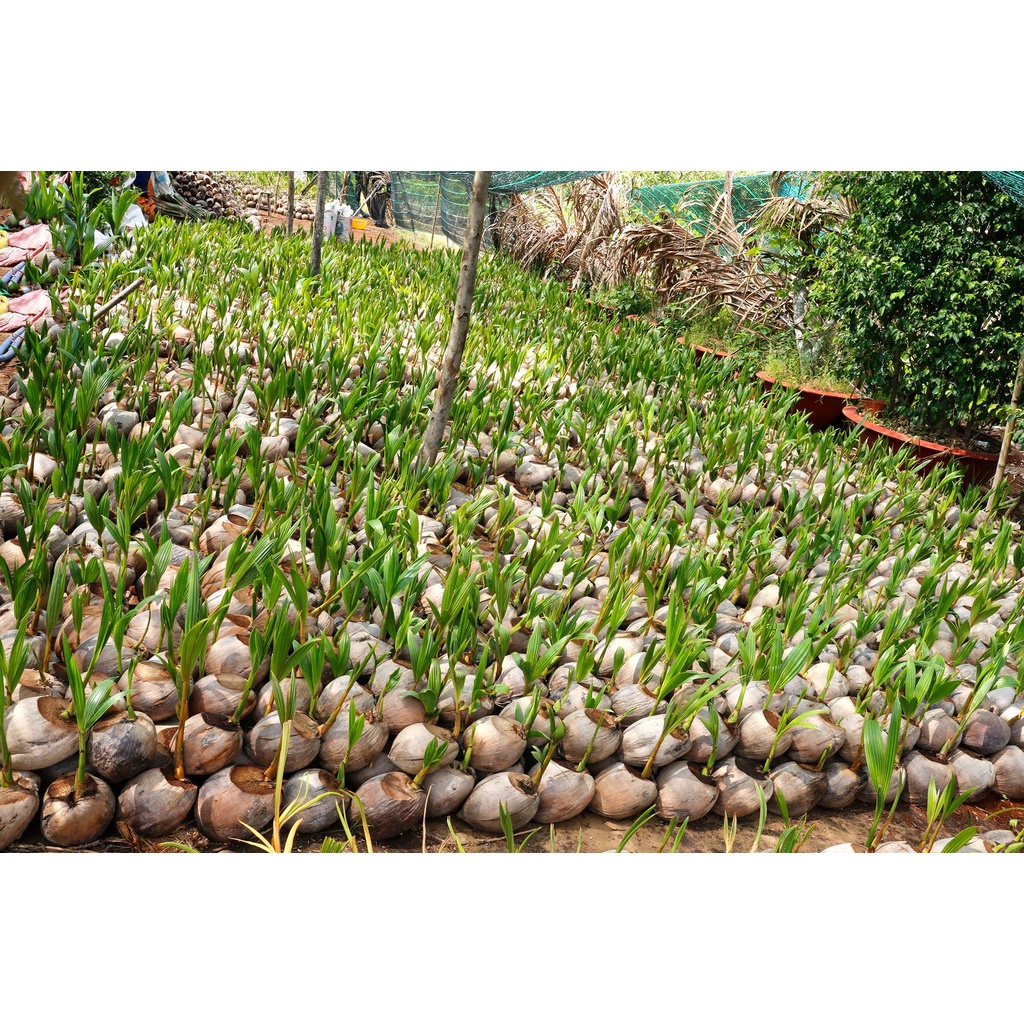 Cây giống dừa dứa
