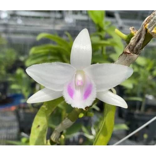 Cốc phi điệp 5 cánh trắng TẤN PHONG - hàng gieo hạt - hoa xổ số - hoa siêu đẹp