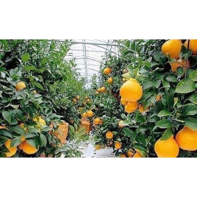 Sản phẩm CÂY GIỐNG CAM DEKOPON